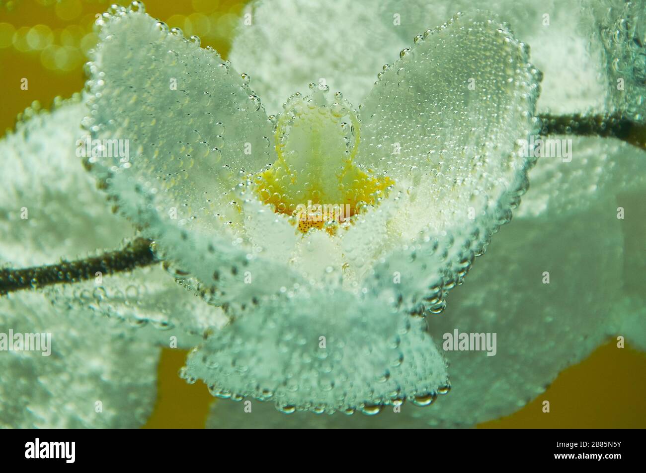 Eine Orchideenblume, die mit Luftblasen im Wasser bedeckt ist Stockfoto