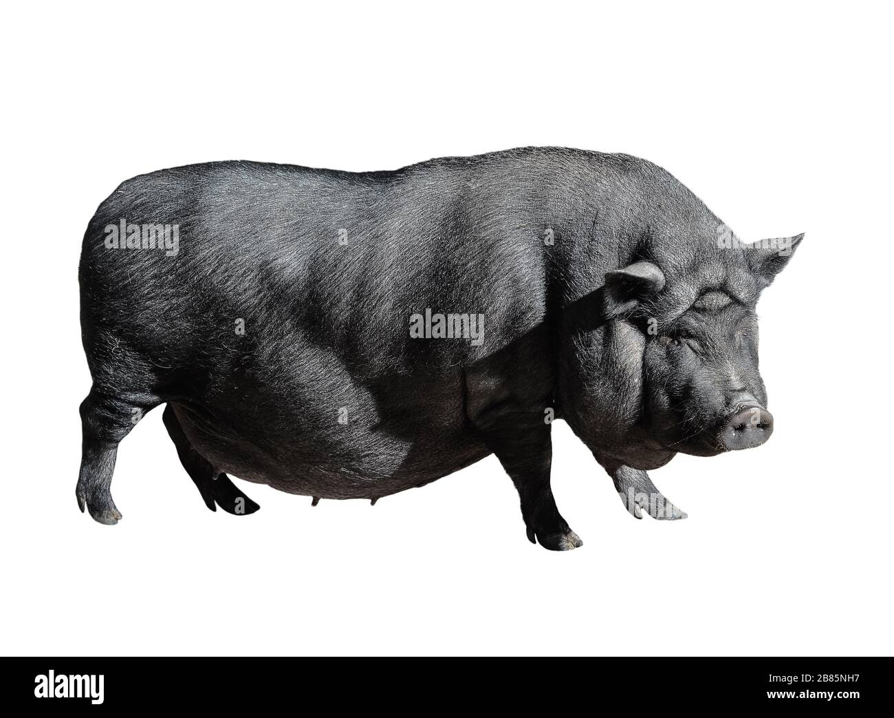 Komisch geflecktes schwarzes vietnamesisches Schwein isoliert auf Weiß. Pot-belogen junges weibliches Schwein voller Länge isoliert auf weißem Hintergrund. Nutztiere. Stockfoto