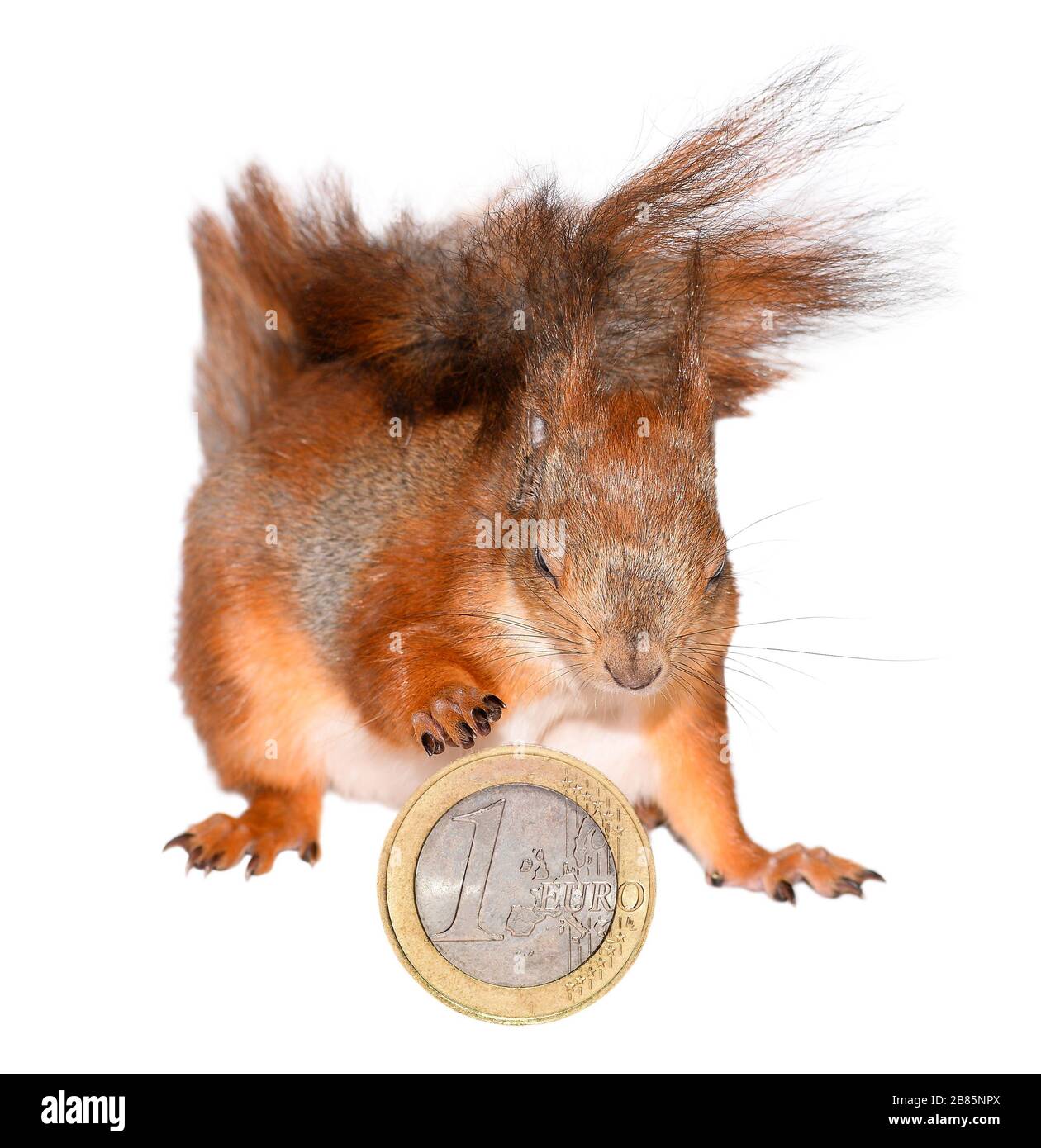 Eichhörnchen mit Euro-Münze isoliert auf Weiß. Rothörnchen und Geld. Eichhörnchen nah Stockfoto