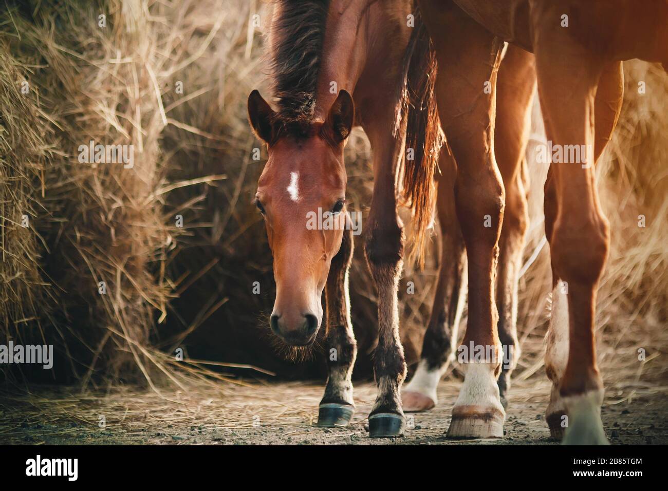 Eine süße, zaghafte Bay Colt steht den Mutterfüßen im Sonnenlicht und in der Nähe eines großen Heuhaufen. Stockfoto