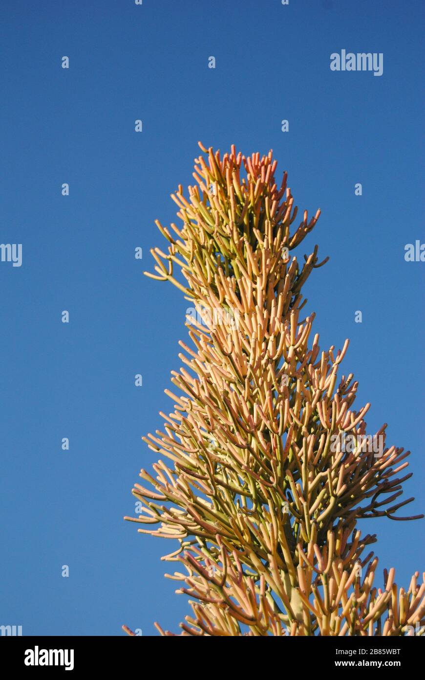 Hoch saftig unter tiefblauem Himmel Stockfoto