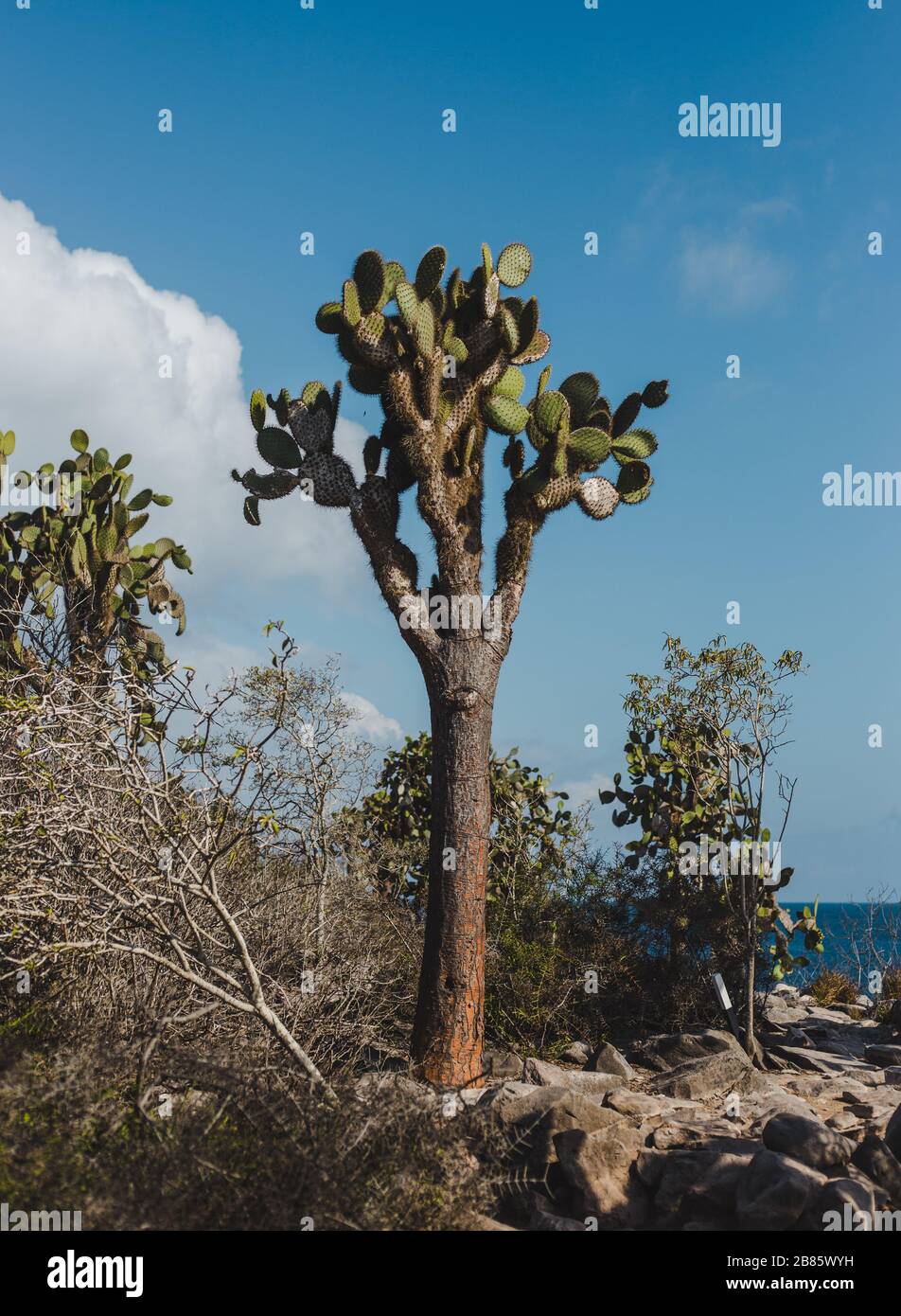 Großer Kaktus gegen einen blauen Himmel auf der Insel San Cristobal, einer der Galapagos-Inseln, Ecuador Stockfoto