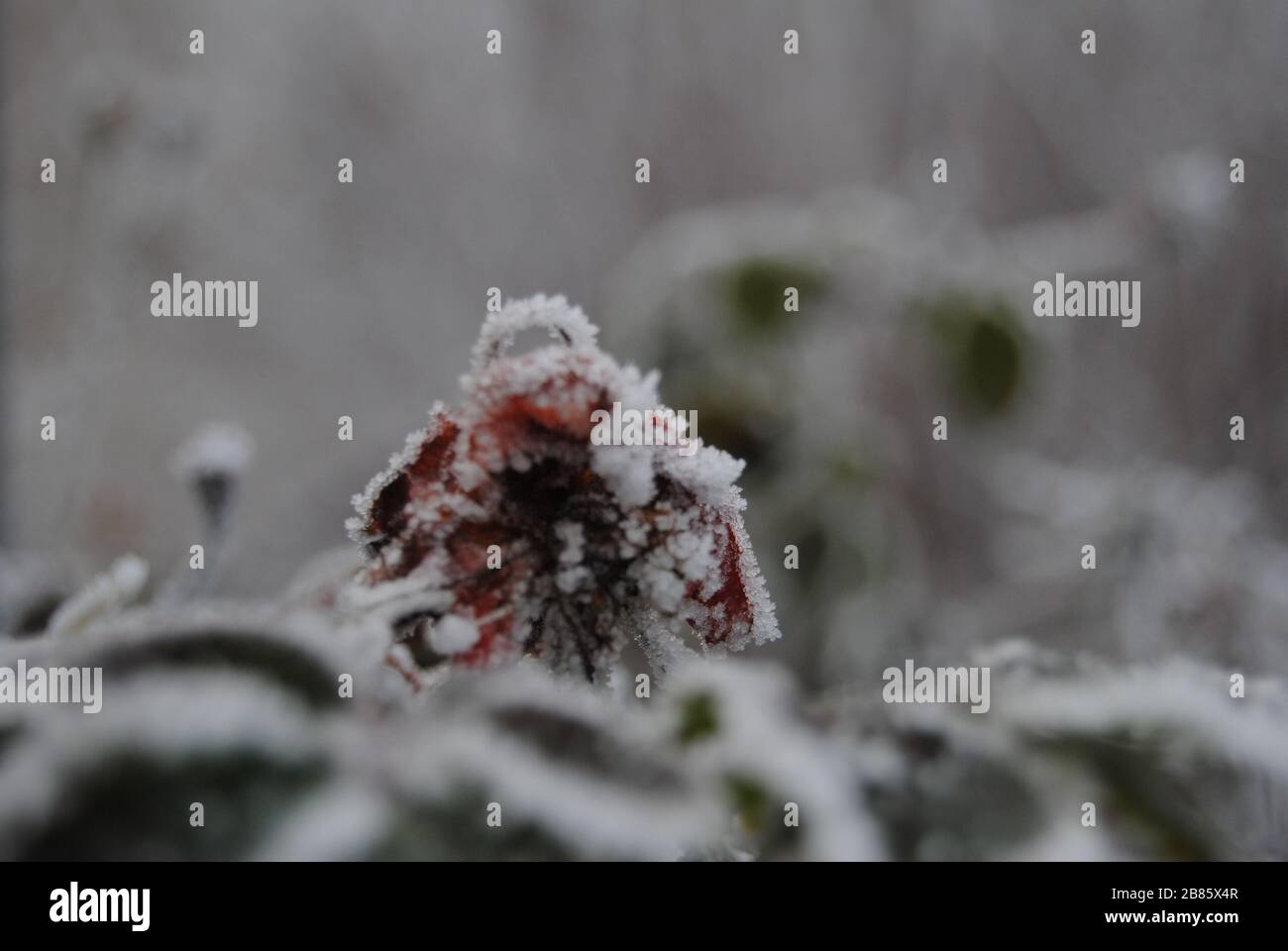 Schwere Frost staubt Blumen Stockfoto
