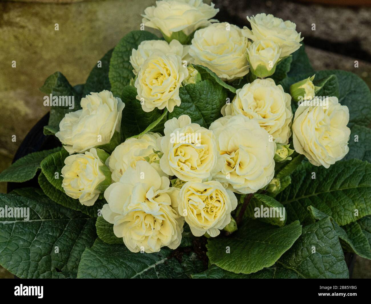Eine Pflanze der doppelten Primrose Belarina Cream, die die weichen cremefarbenen Blumen zeigt Stockfoto