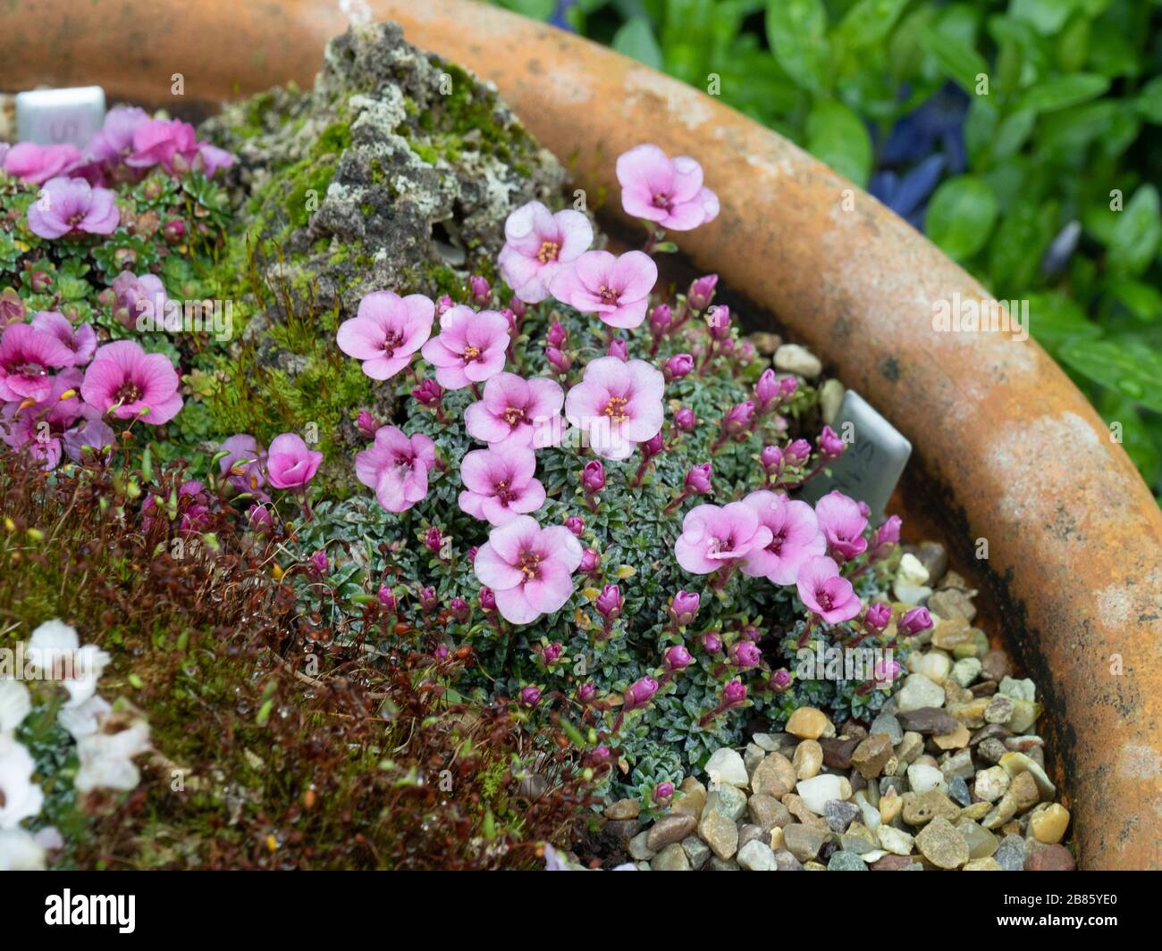 Der blassrosa Saxifraga Nancye wächst am Rande einer Terrakotta-Pfanne Stockfoto