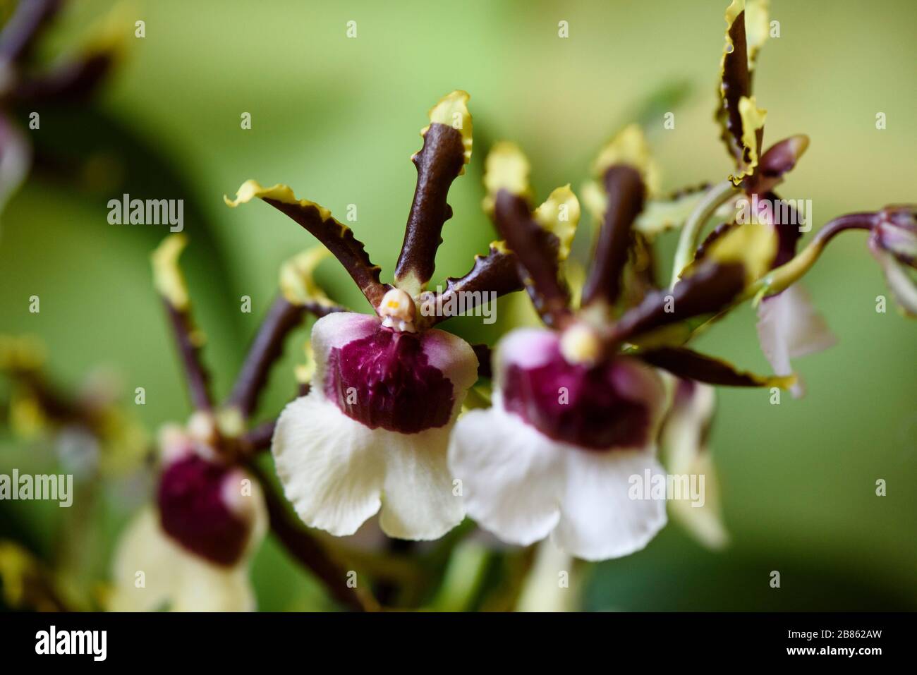 Seltene Orchidee, Nahaufnahme, Makro Stockfoto