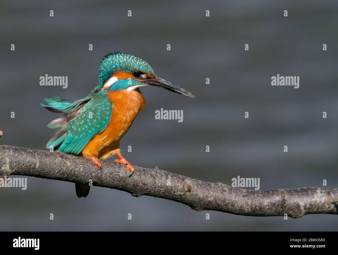 Kingfisher, Alcedo, stand auf einem Ast über dem Wasser, das vom Wind geblasen wurde. Aufgenommen im Stour Valley UK Stockfoto