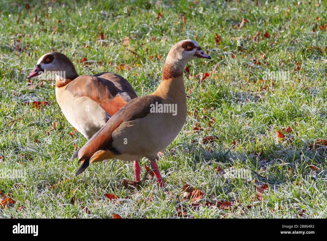 Zwei ägyptische Gänse (Alopochen aegyptiaca) auf Gras mit Huffrost Stockfoto