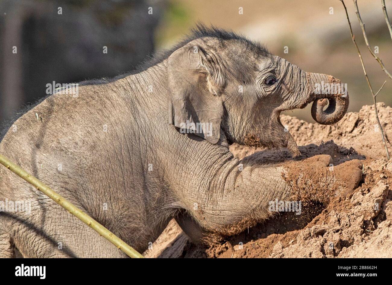 Riva Hi Way, eine im letzten Monat im Zoo von Chester geborene asiatische Elefantenkalbe, gibt ihr öffentliches Debüt neben ihrer Mutter, die 15 Jahre alte Sundara Hi Way. PA Foto. Bilddatum: Freitag, 20. März 2020. Das Kalb wurde nach einer 22-monatigen Schwangerschaft geboren. Asiatische Elefanten werden von der International Union for the Conservation of Nature (Weltnaturschutzunion) als gefährdet gelistet und die Art ist in freier Wildbahn stark von Lebensraumverlust, Wildersucht, Wildtierkonflikten und einem tödlichen Herpesvirus namens Elephant Endotheliotropes Herpesvirus bedroht. Der Fotowredit sollte lauten: Peter Byrne/PA Wire Stockfoto