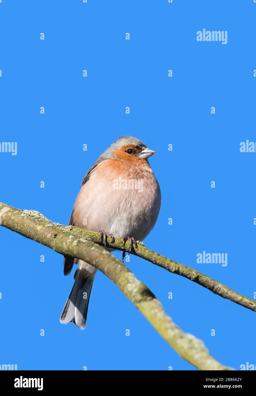 Erwachsene Männer Common Chaffinch (Fringilla Coelebs) thront im Frühling (Anfang März) in West Sussex, England, Großbritannien auf einer Perücke. Stockfoto