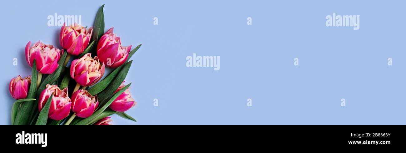 Webbanner mit Blumenstrauß aus Tulpen auf blauem Hintergrund und Platz für Ihren Text. Vertikales Bild. Stockfoto