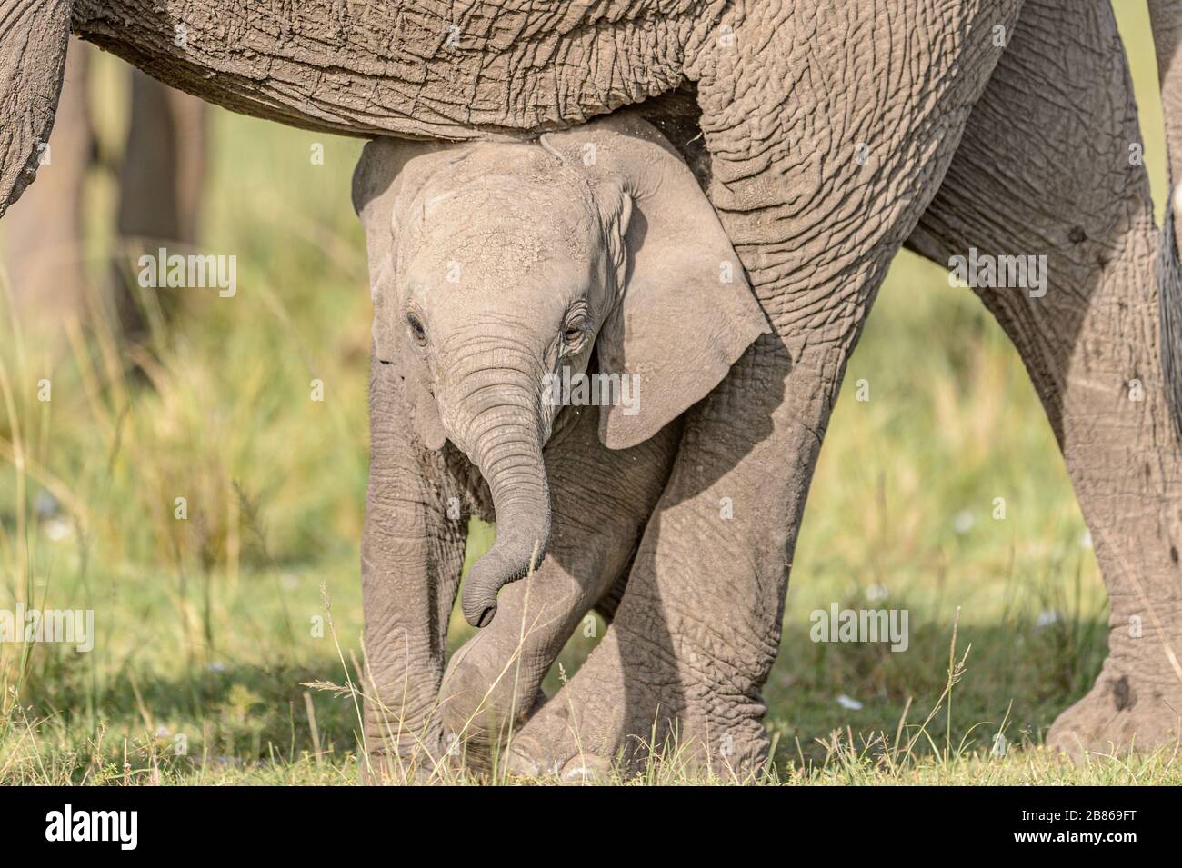 Baby Elephant lehnt sich an Mums Bein Stockfoto