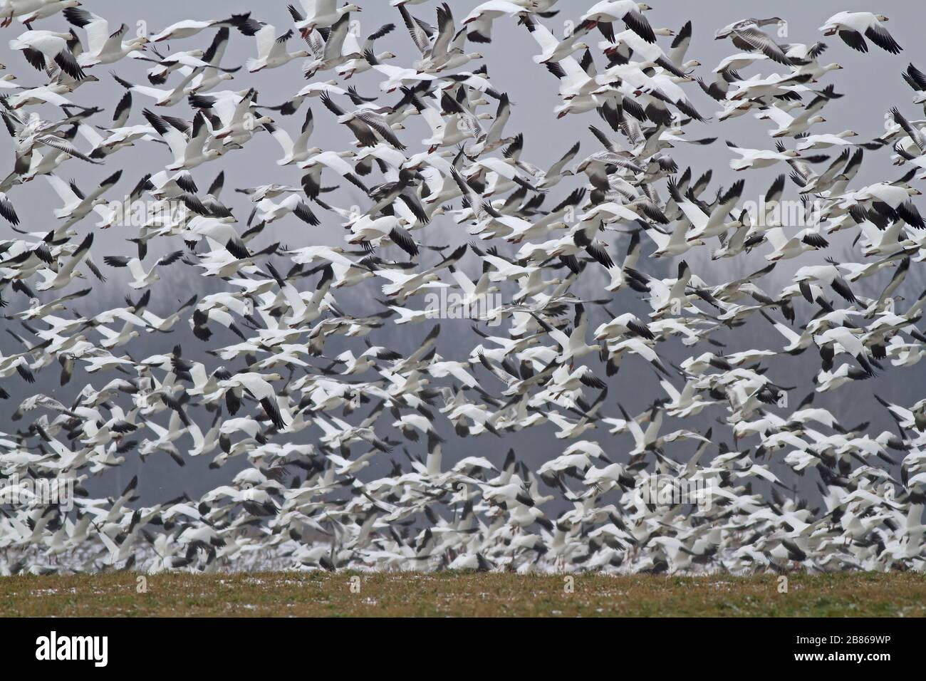 Tausende Schneegänse ( Chen caerulescens ) fliegen aus Bourget, Ontario, Kanada Stockfoto