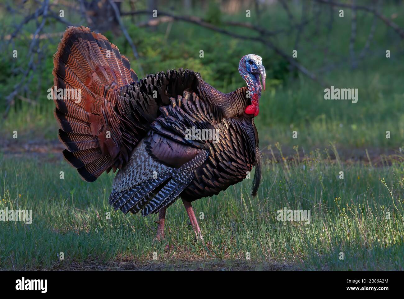 Östlichen wilde Türkei männlich (Meleagris gallopavo) in voller strutting Anzeige gehen durch einen grünen Wiese in Kanada Stockfoto