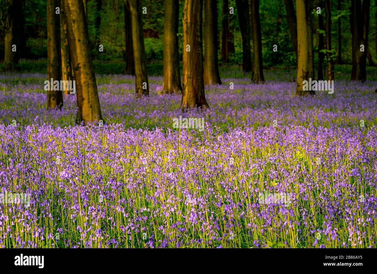 In Großbritannien lebt etwa die Hälfte der gesamten weltweiten Population wilder Blaupausen. Das Wetter ist winterlich, die Farbe ist hell. Stockfoto