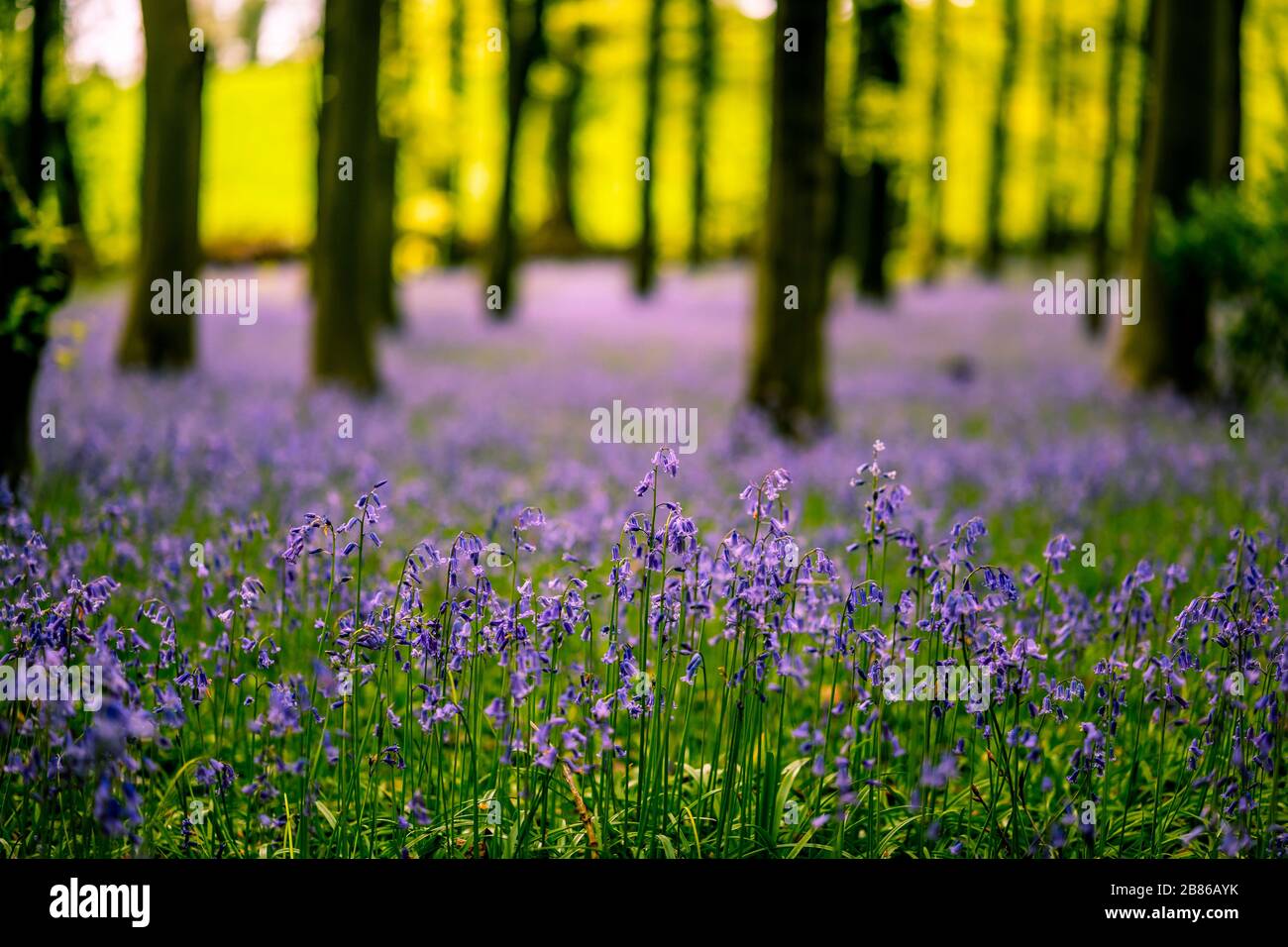 In Großbritannien lebt etwa die Hälfte der gesamten weltweiten Population wilder Blaupausen. Das Wetter ist winterlich, die Farbe ist hell. Stockfoto