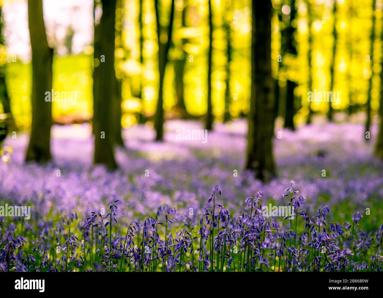 In Großbritannien lebt etwa die Hälfte der gesamten weltweiten Population wilder Blaupausen. Das Wetter ist winterlich, die Farbe ist hell. Stockfoto