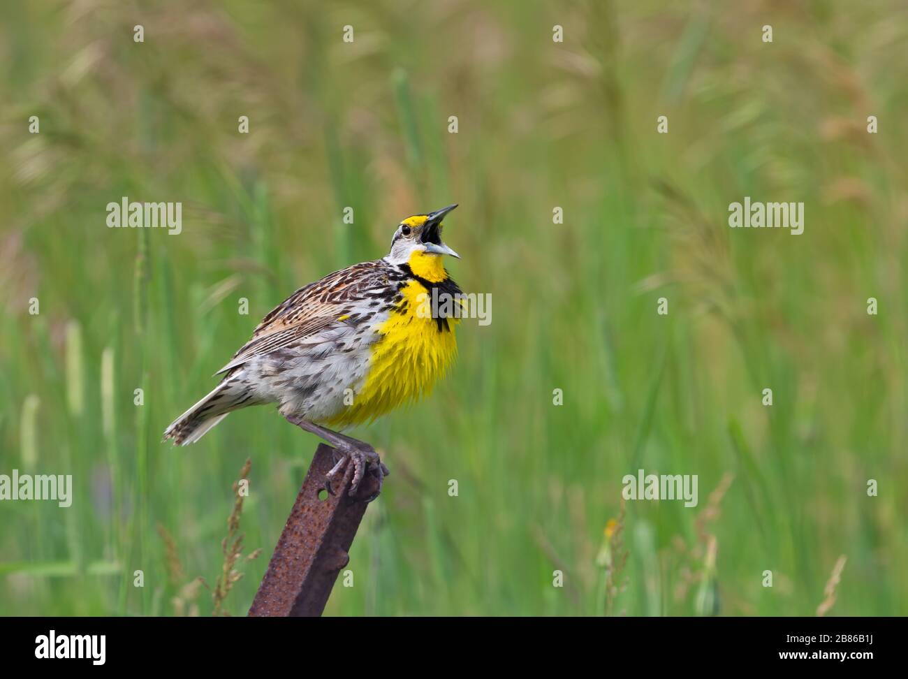 Eastern Meadowlark thront auf einem eisernen Pfosten, der im Frühling in Ottawa, Kanada, gesungen wird Stockfoto