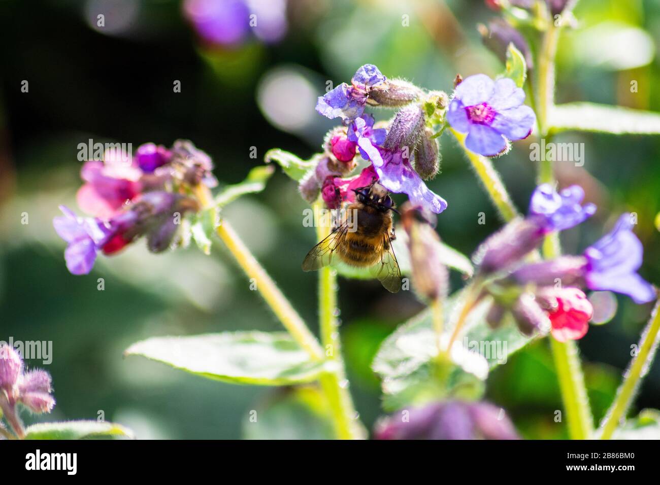 Eine männliche, behaarte, füßige Blumenbiene, Anthophora plumipes, die sich von einer Lungwort-Blume, Pulmonaria, ernährt Stockfoto