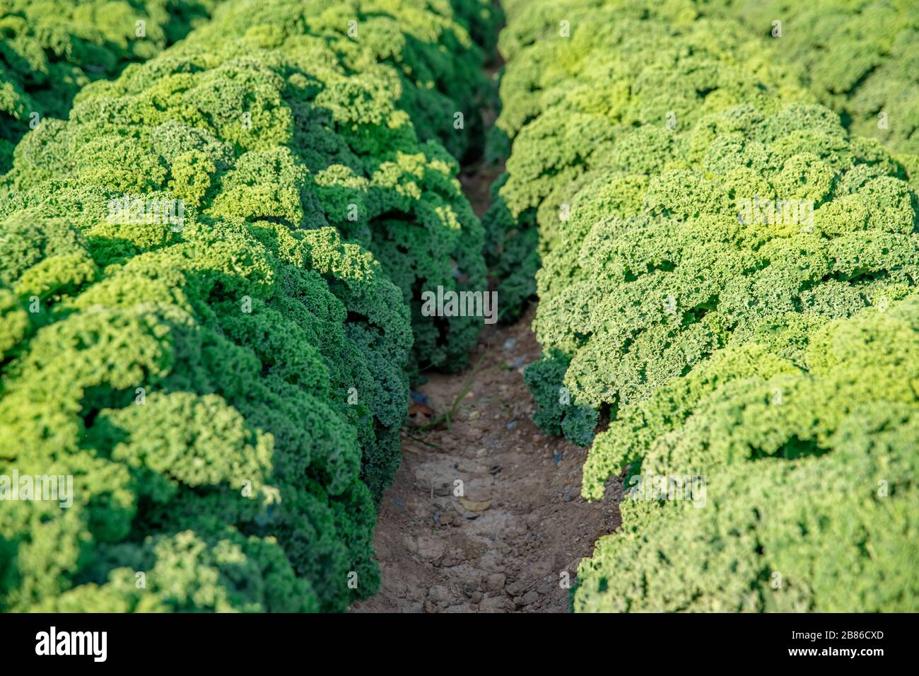 Lockiges Kale, das auf einem Bauernfeld in Spanien angebaut wird Stockfoto