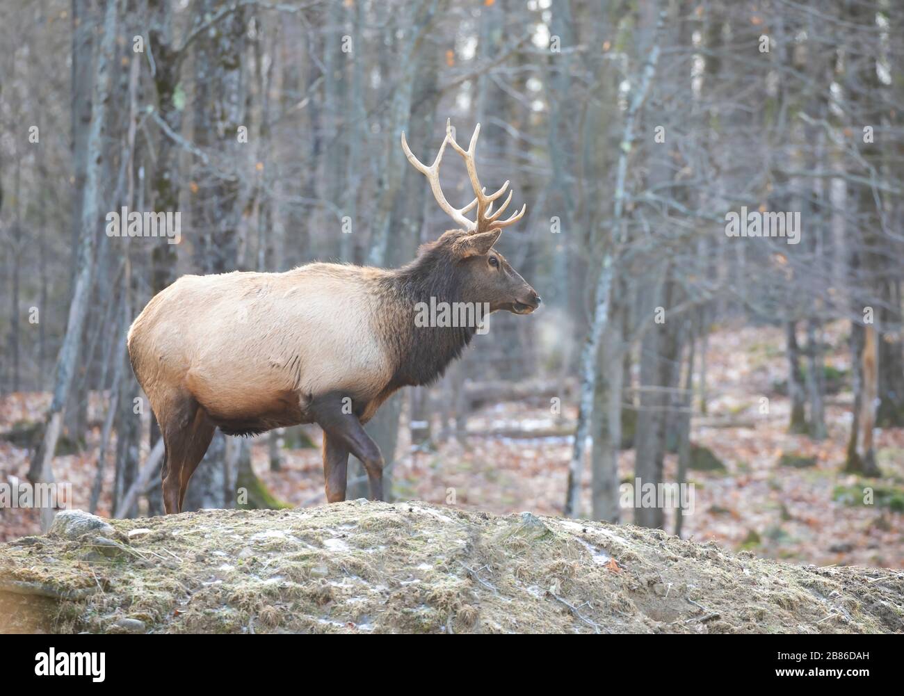 An einem kalten Herbsttag in Kanada stand ein Bullenelch mit einem großen Geweih im Wald Stockfoto