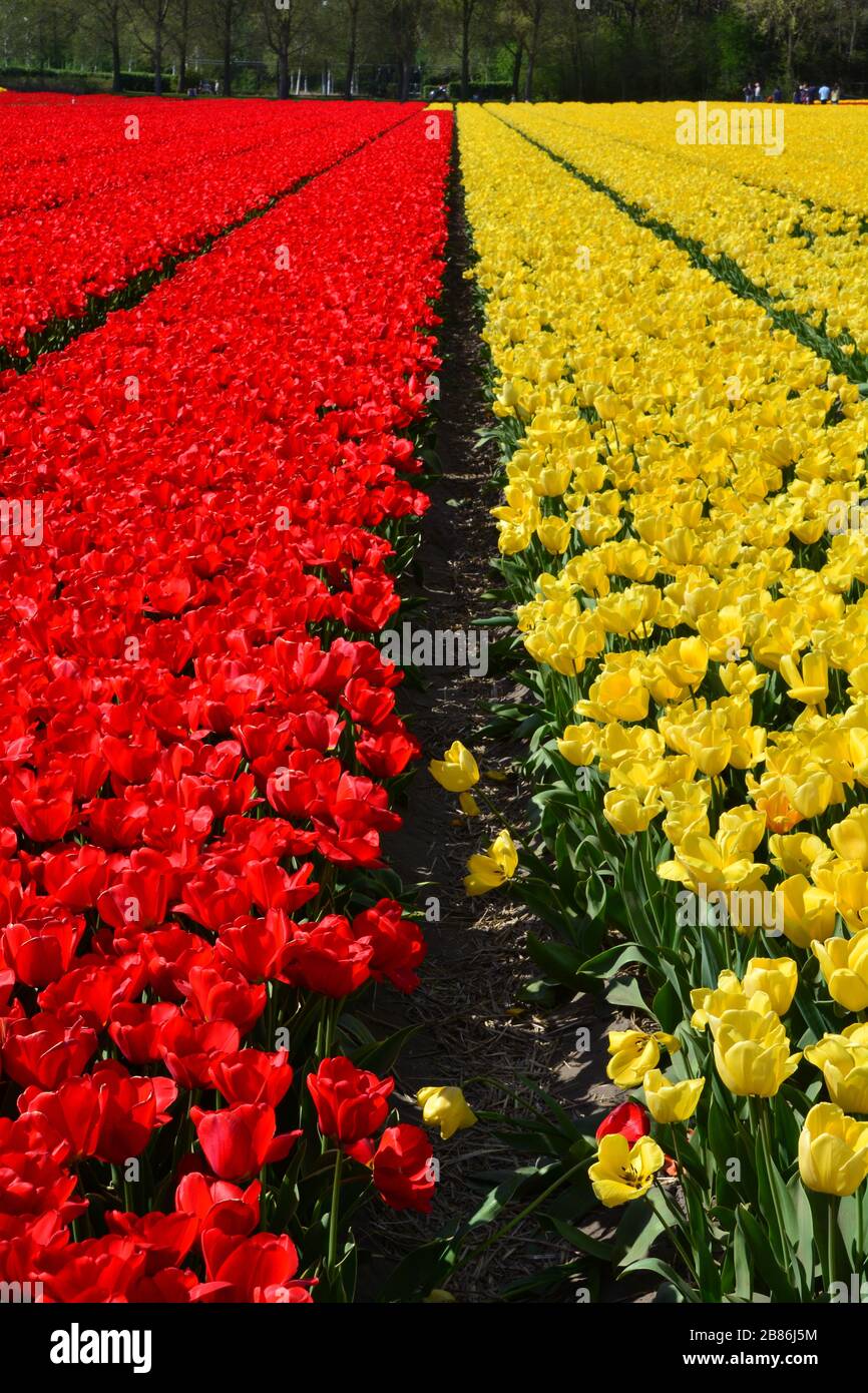Lisse, die Netherlands-Mai 2019: Blick auf Augenhöhe vertikale Ansicht endloser Reihen leuchtend gelber und roter Tulpen im Frühjahr Stockfoto