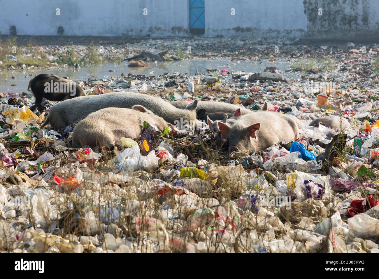 Schweine, die in der Müllhalde in indien leben Stockfoto