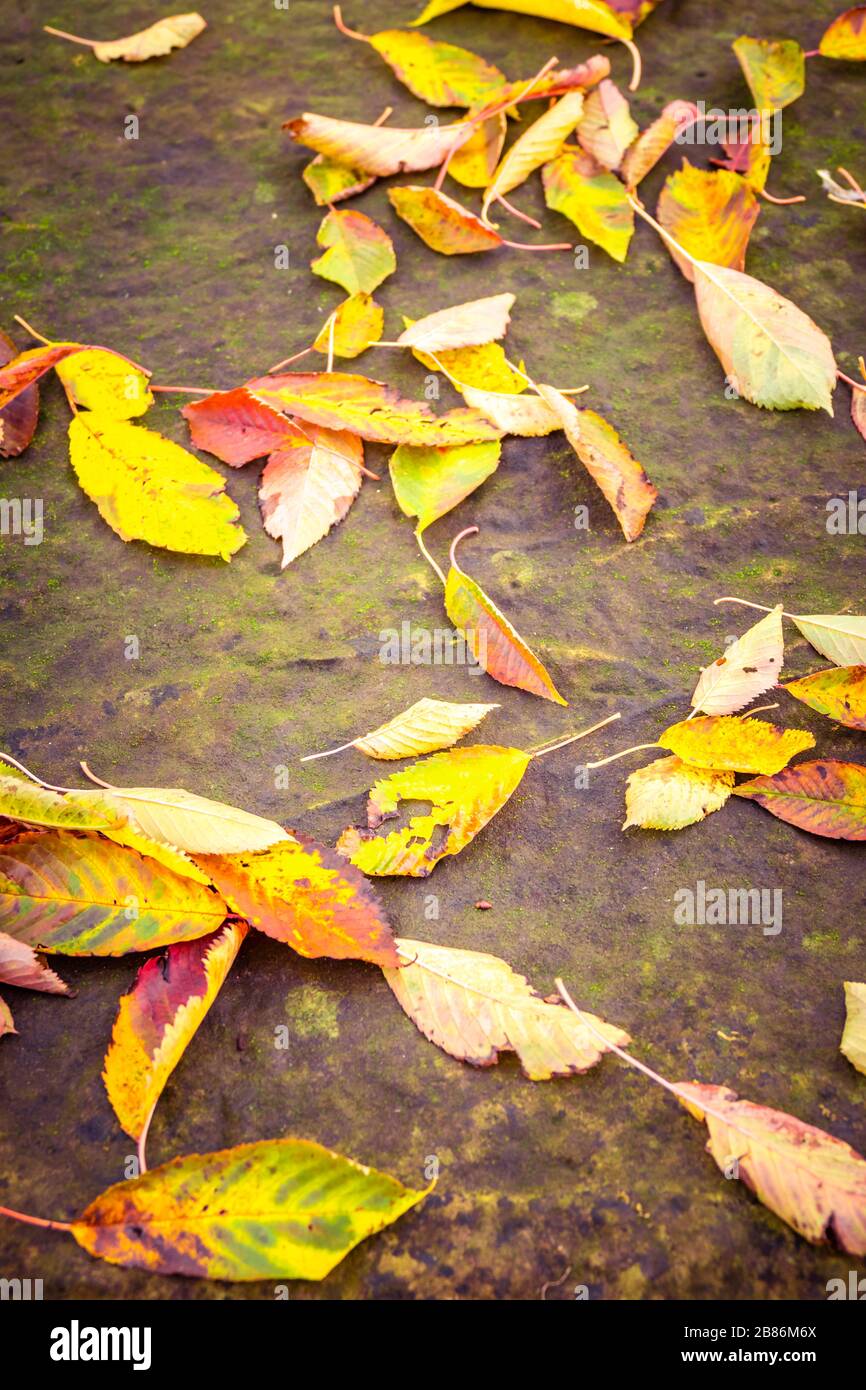 Gelbe und braune Herbstblätter auf einer Steinoberfläche. Stockfoto