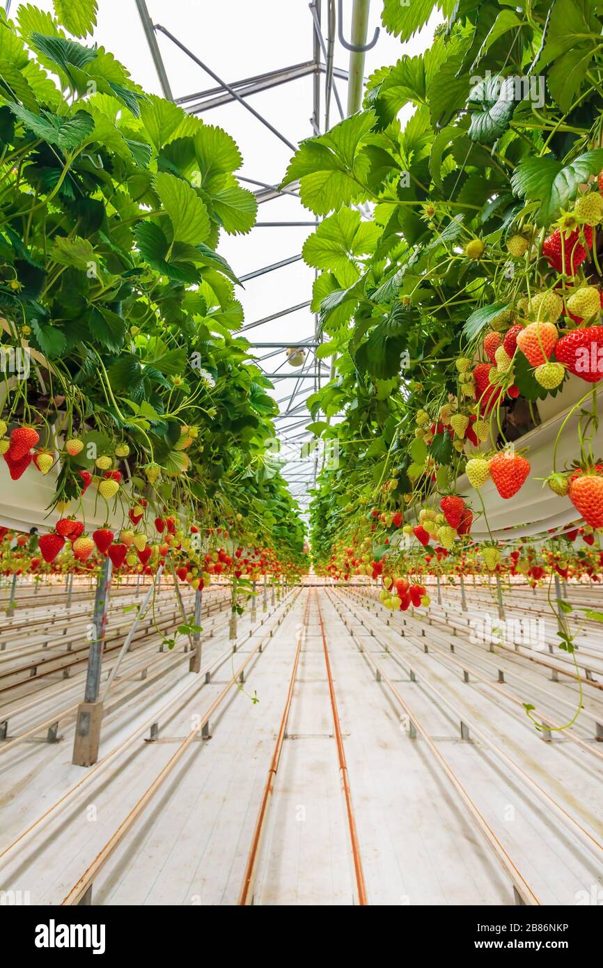 Industrielles Wachstum von Erdbeeren in einem holländischen Gewächshaus Stockfoto