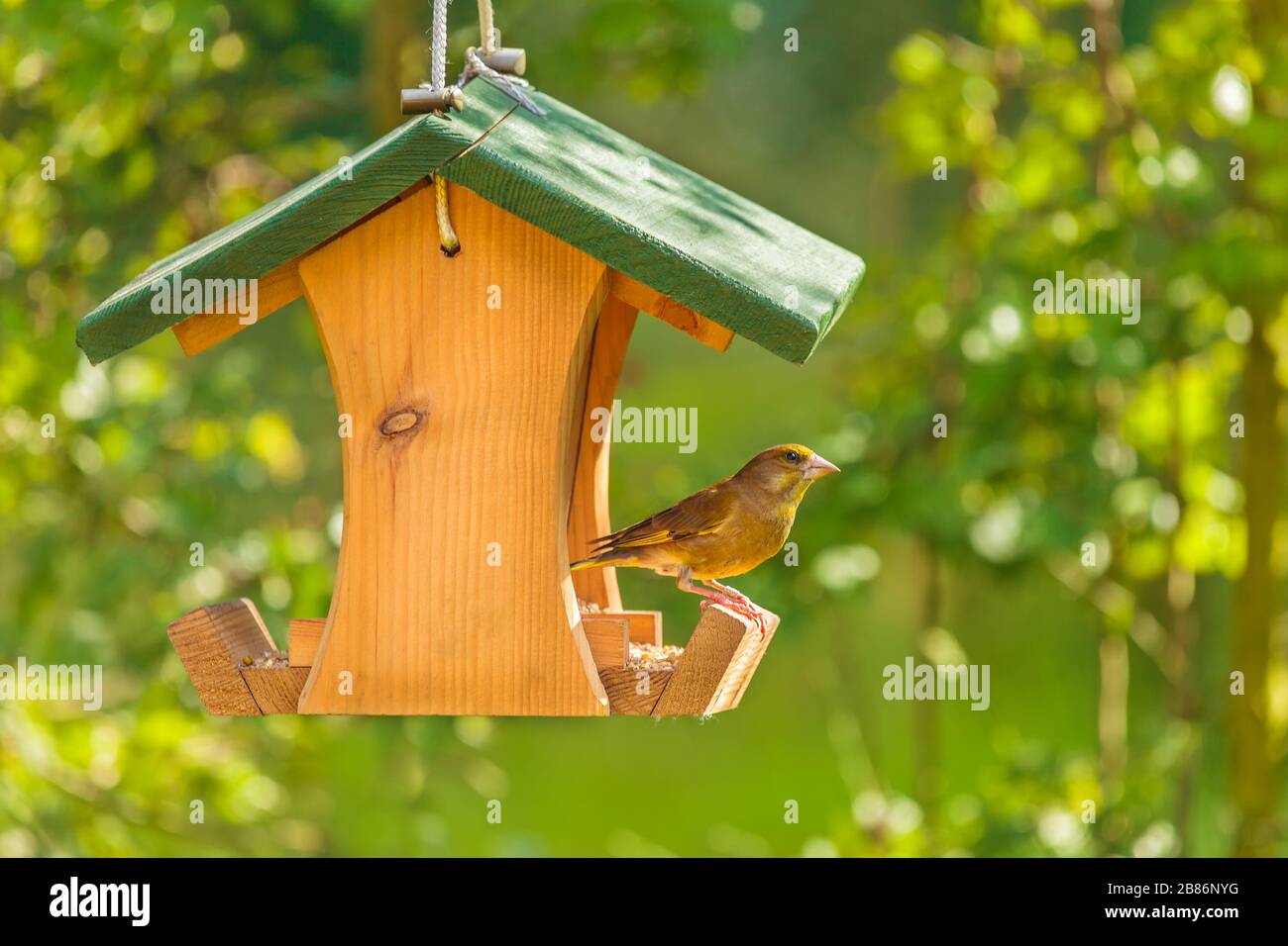 Greenfinch, der einen hängenden Holz-Samen besucht Stockfoto