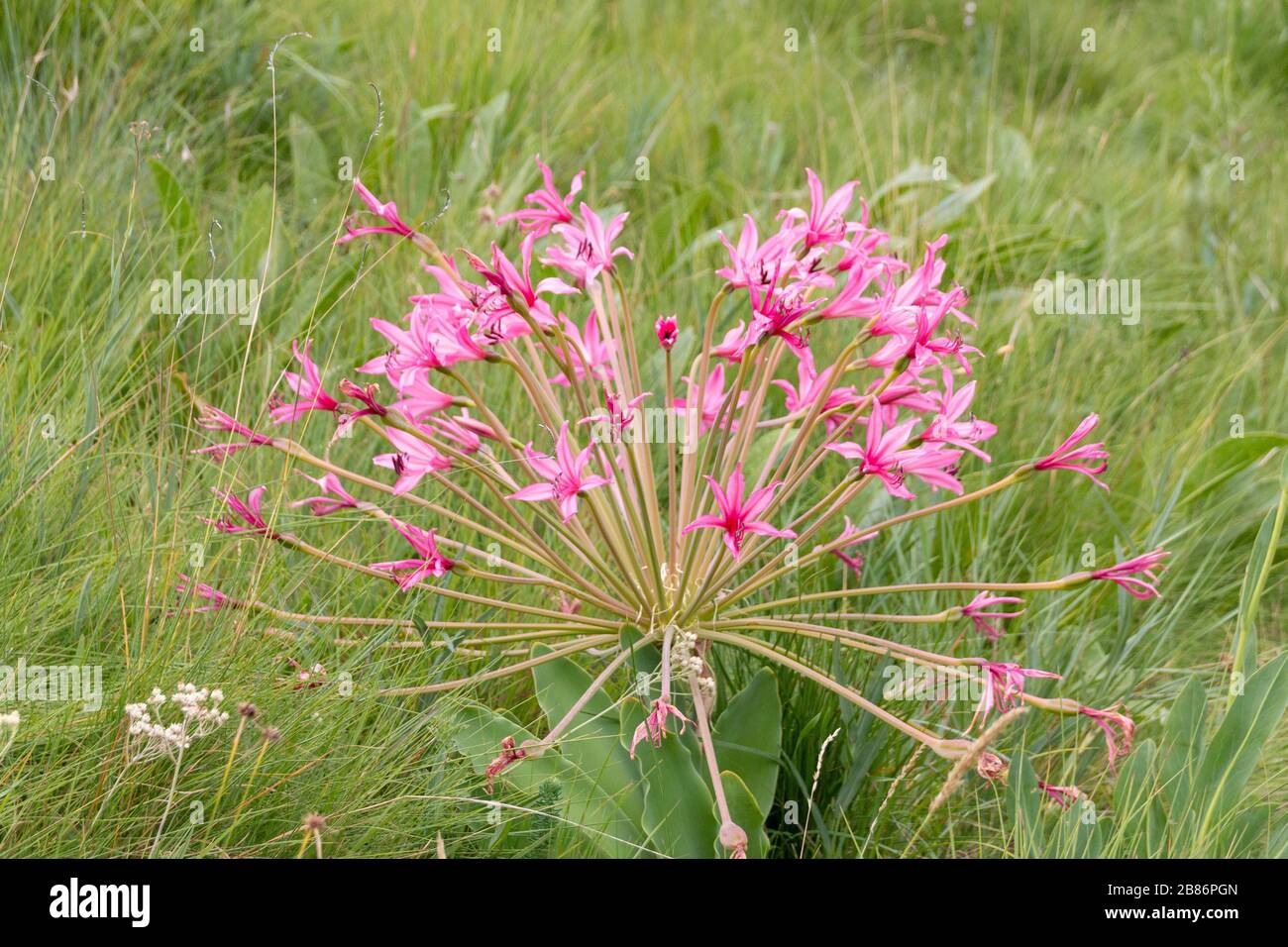 Eine Nahaufnahme von rosa Wildblumen Stockfoto