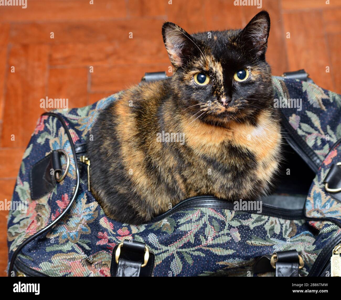 Eine kleine Schildkrötenkatze sitzt in einer Reisetasche Stockfoto