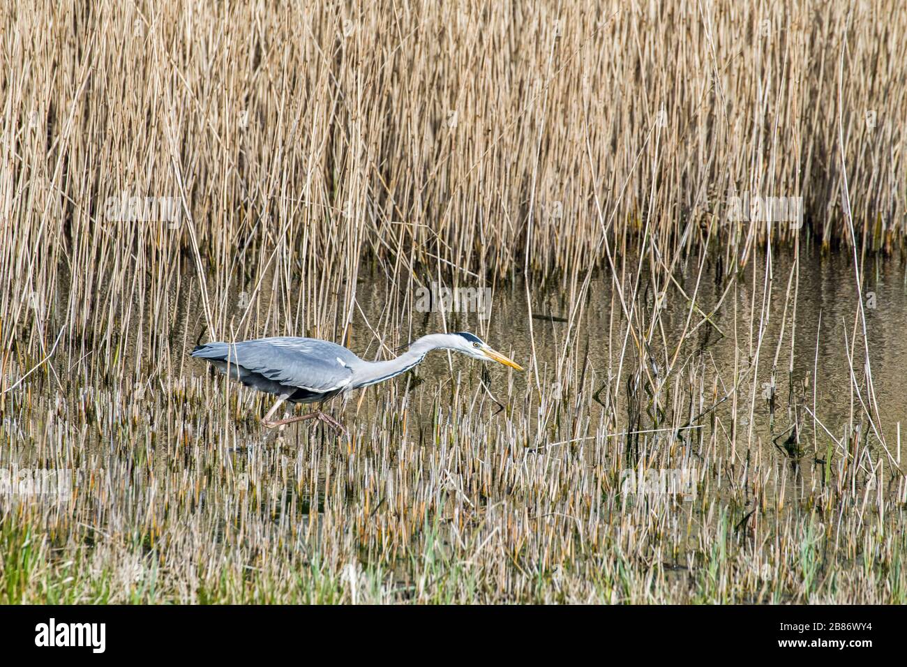 Ein grauer Reiher Ardea cinerea, der darauf wartet, einen Fisch in einem Schilfteich in Südwales zu sehen Stockfoto