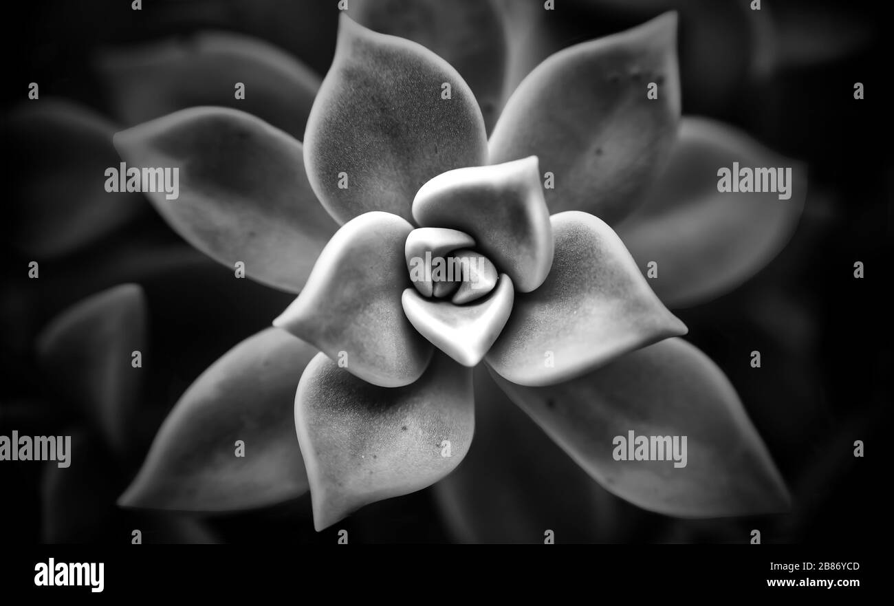 Schöne Nahaufnahmen von frühlingsfarbenen Blumen in Blüte, Dandelionen oder Blättern mit zarten Details und sanftem Sonnenlicht und Bokehhintergrund. Stockfoto