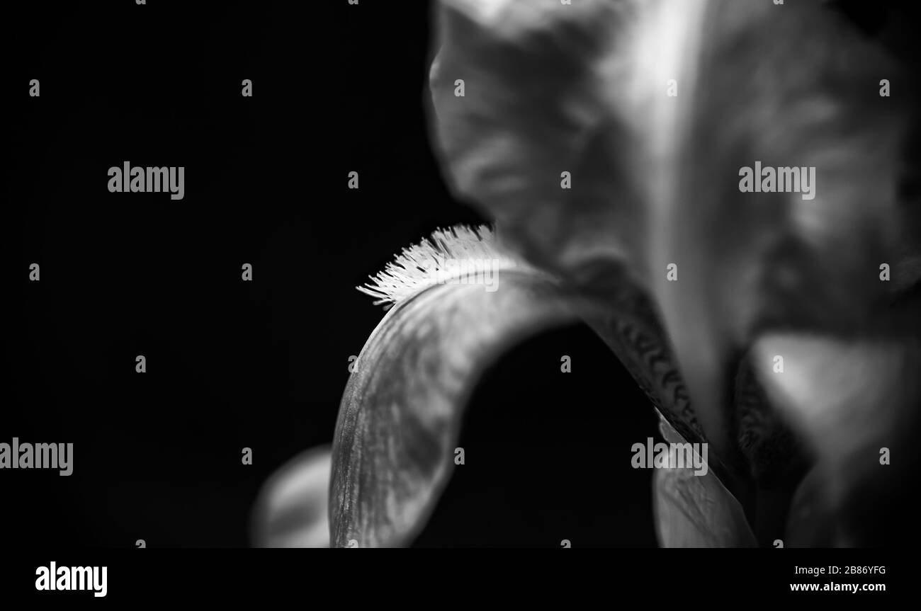 Schöne Nahaufnahmen von frühlingsfarbenen Blumen in Blüte, Dandelionen oder Blättern mit zarten Details und sanftem Sonnenlicht und Bokehhintergrund. Stockfoto