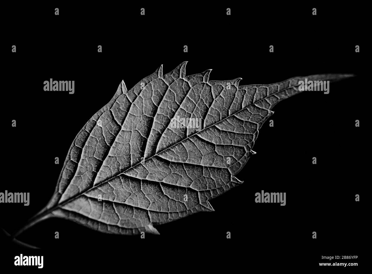 Schöne Nahaufnahmen von frühlingsfarbenen Blumen in Blüte, Dandelionen oder Blättern mit zarten Details und sanftem Sonnenlicht und Bokehhintergrund. Stockfoto