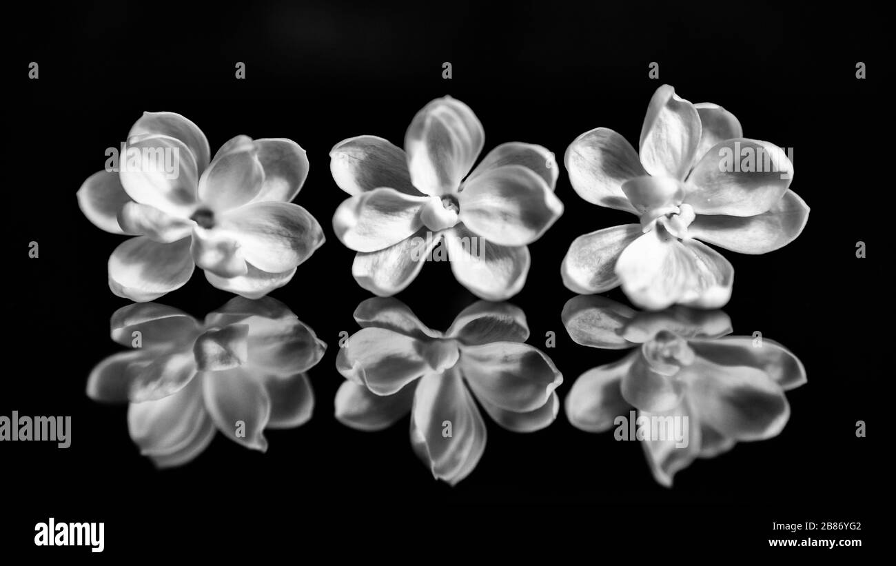 Schöne Nahaufnahmen von frühlingsfarbenen Blumen in Blüte, Dandelionen oder Blättern mit zarten Details und sanftem Sonnenlicht und Bokehhintergrund. Stockfoto