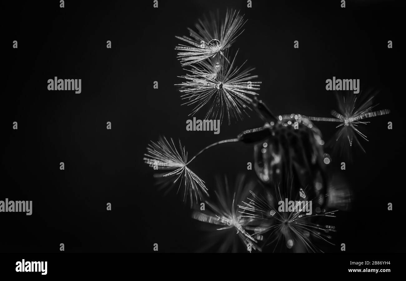 Schöne Nahaufnahmen von frühlingsfarbenen Blumen in Blüte, Dandelionen oder Blättern mit zarten Details und sanftem Sonnenlicht und Bokehhintergrund. Stockfoto