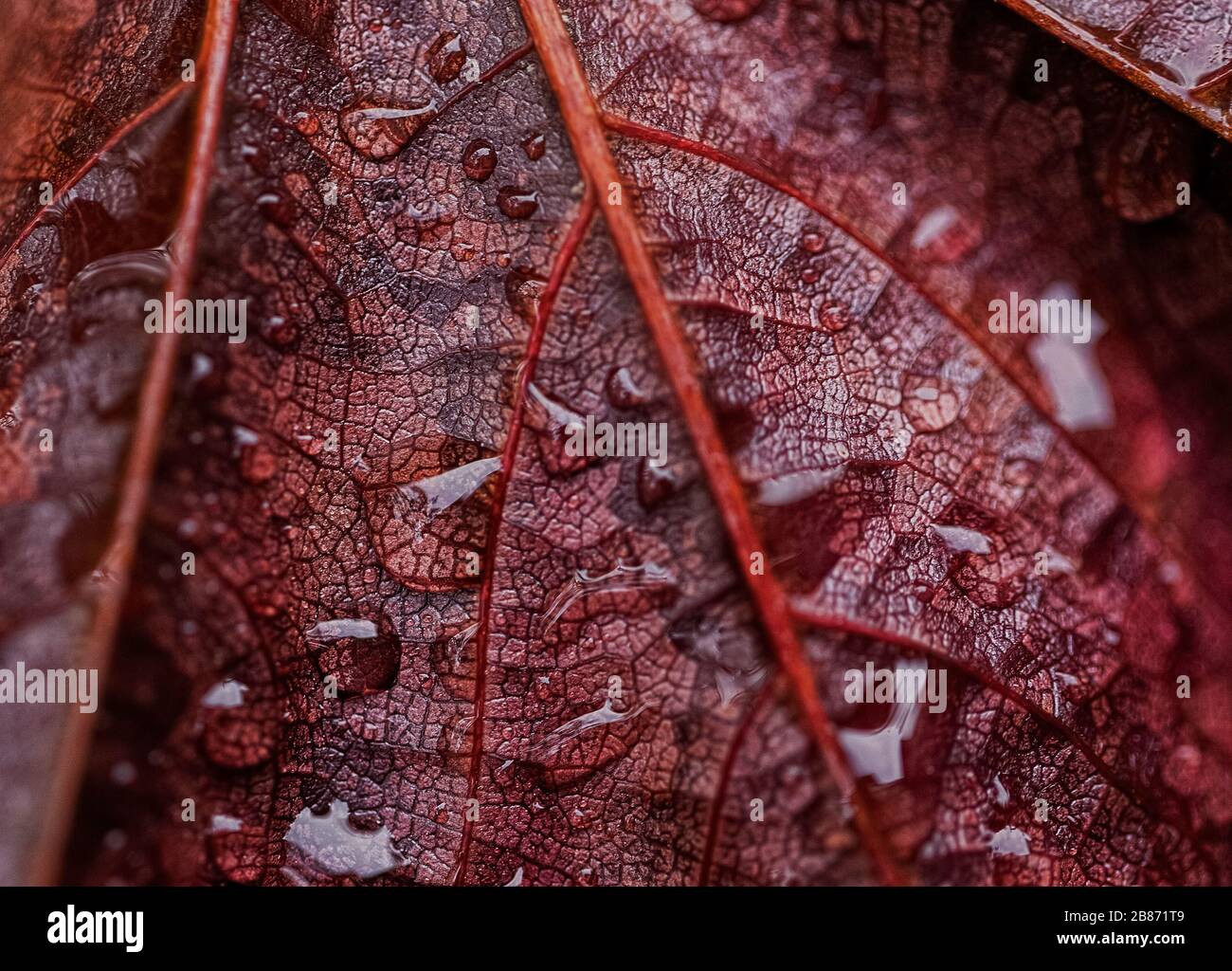 Nahaufnahmen von sich wiederholenden Motiven oder Elementsuiten für Hintergrund oder Hintergrund, in Farbe oder Schwarzweiß. Stockfoto