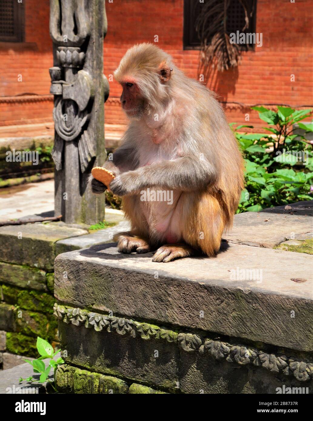 Affe mit Keks in Kathmandu Stockfoto