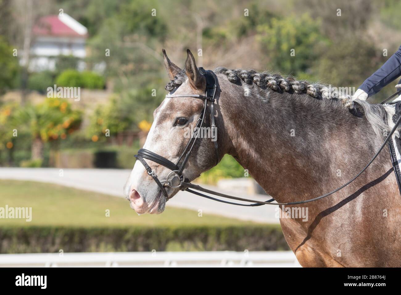 Gesichtsporträt eines jungen grauen lusitano-pferdes in einem Dressurwettbewerb Stockfoto