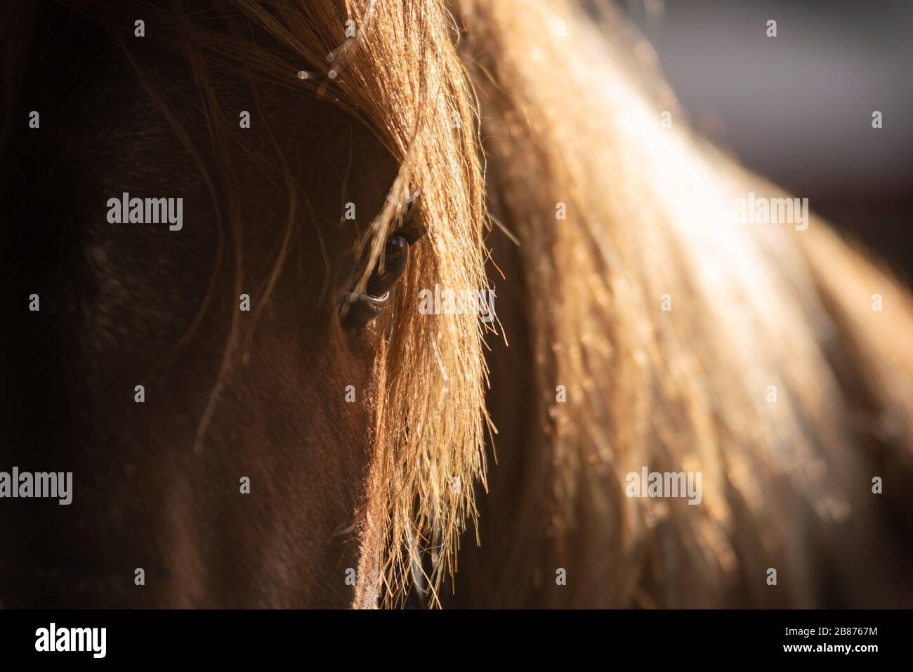 Hintergrundbeleuchtete Nahaufnahme des Auges eines spanischen Kastanienpferdes im stabilen Korridor Stockfoto