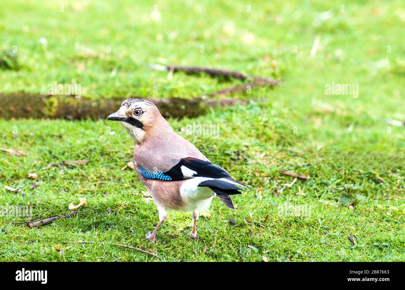 Ein jay, der auf der Suche nach Essen ist, Garrulus glandarius, in einem walisischen Landpark, sind Schwule als Screch y Coed bekannt - der Schreier des Waldes. Stockfoto