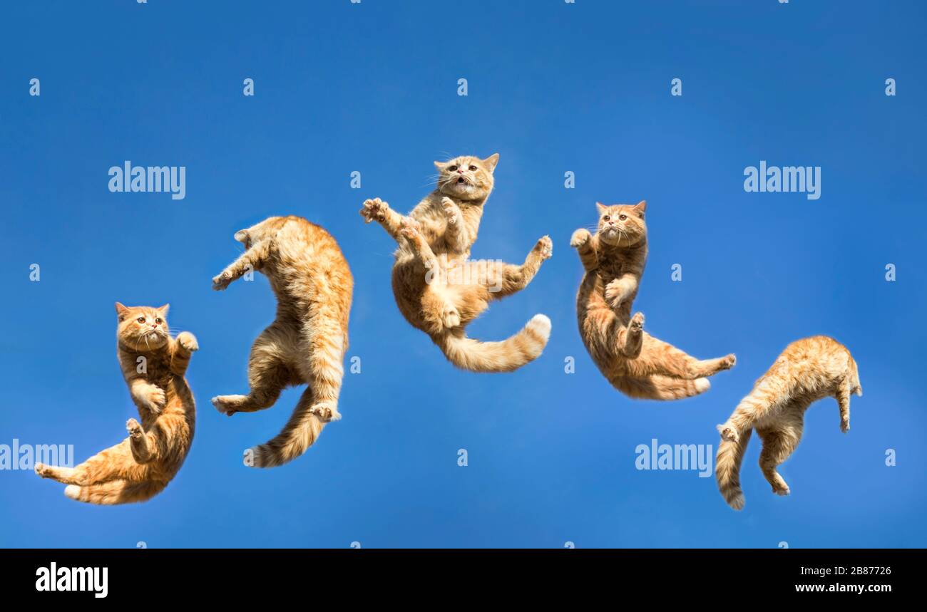 Springende Katze schoss im Hintergrund auf klaren Himmel Stockfoto