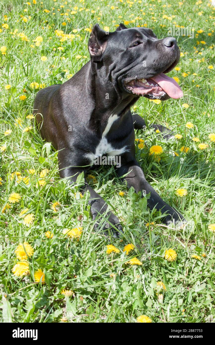 Cane Corso Welpen liegt in einer grünen Gras. Cane Corso Italiano oder italienische Dogge. Heimtiere. Acht Monate alt. Stockfoto