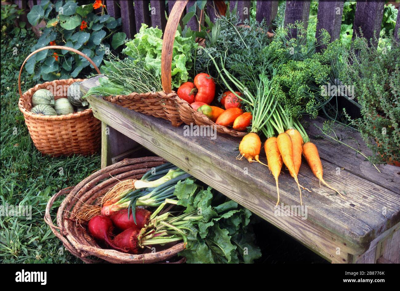 Cornucopia von Produkten - hausgemachtes Gemüse Stockfoto