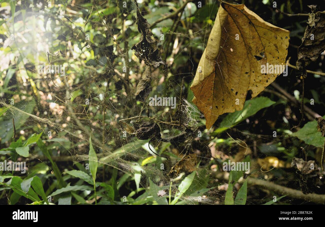 Spinnennetz und trockenes Blatt im Wald Stockfoto