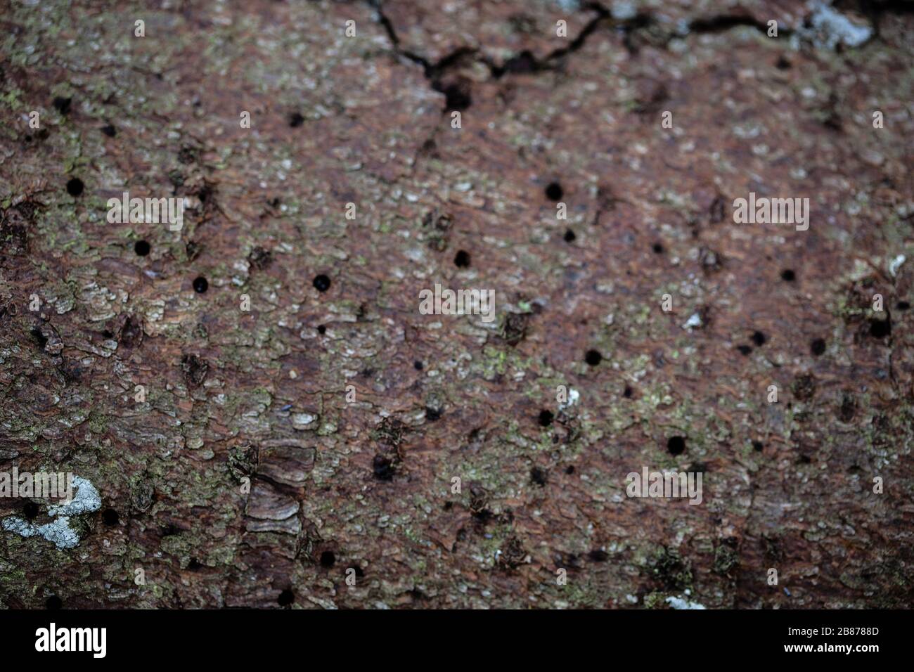 Baumstamm von Rindenkäfern zerstört Stockfoto