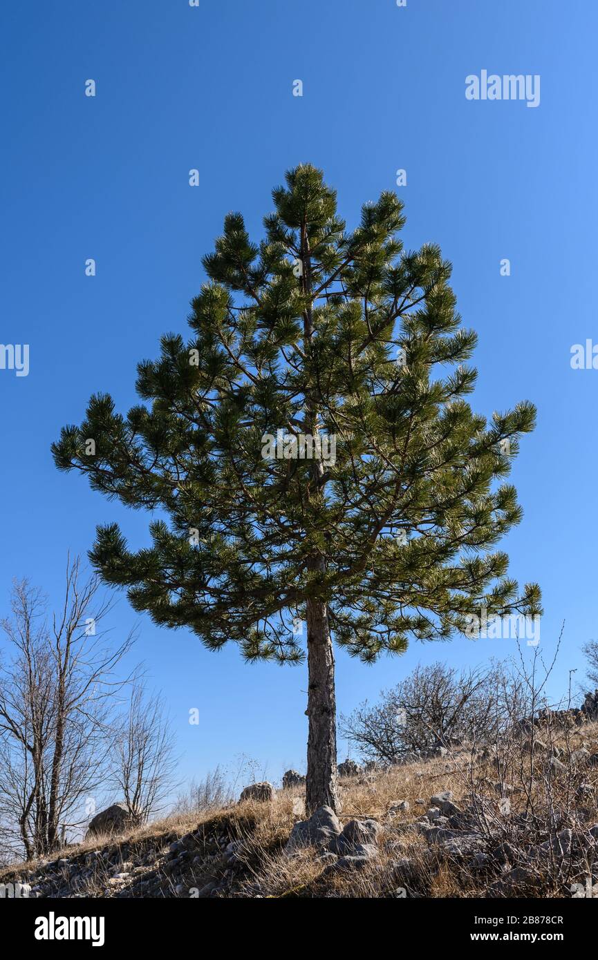 Große grüne Kiefer in der Natur Stockfoto