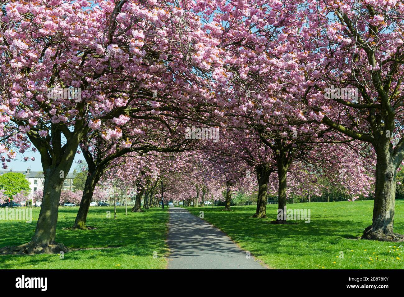 Die Allee der rosafarbenen Kirschbäume in voller Blüte neben dem Weg, der den Stray in Harrogate, North Yorkshire, überquert Stockfoto